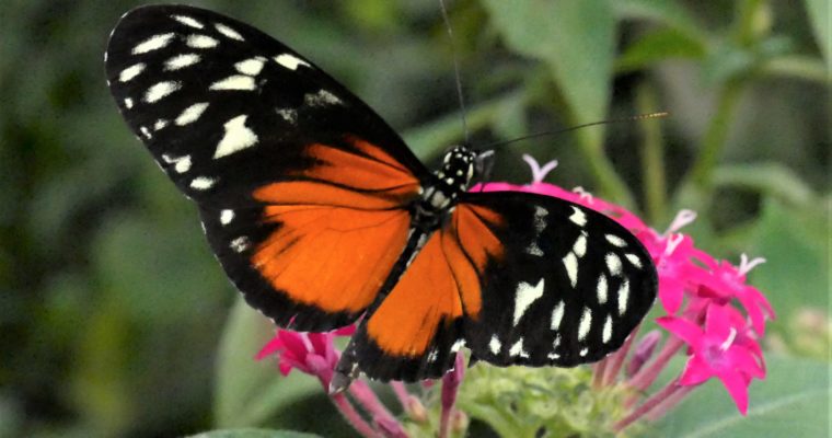 Mitä yhteistä on perhosilla ja ihmisillä?